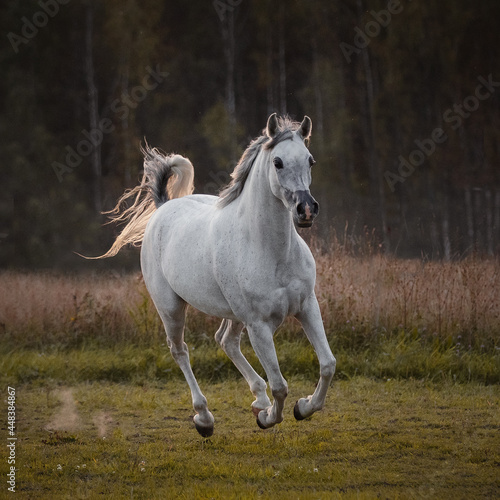 Beautiful gray arabian horse running on summer background