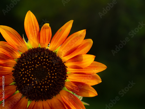 Summer Sunflower 500