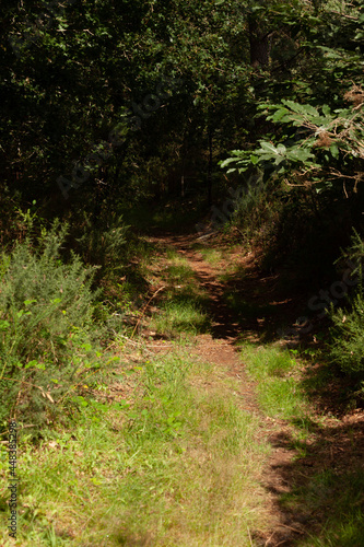 Un chemin de terre passe dans les sous bois par une journ  e avec du soleil.