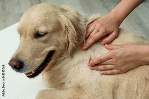 Woman checking dog's skin for ticks on blurred background, closeup photo