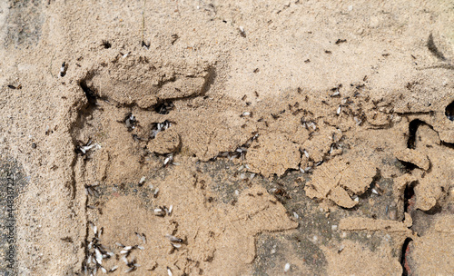 Flying ant colony invasion gathering on a pavement for mating flight with sand and stones
