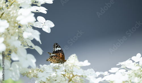 紫陽花美味しい？