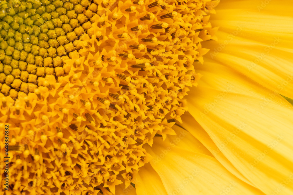 Sonneblume Sonneblume
