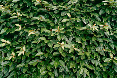 Large green leaves on a magnolia bush photo