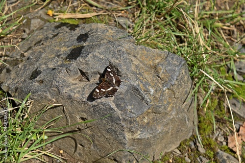 Landkärtchen (Araschnia levana f. prorsa) photo