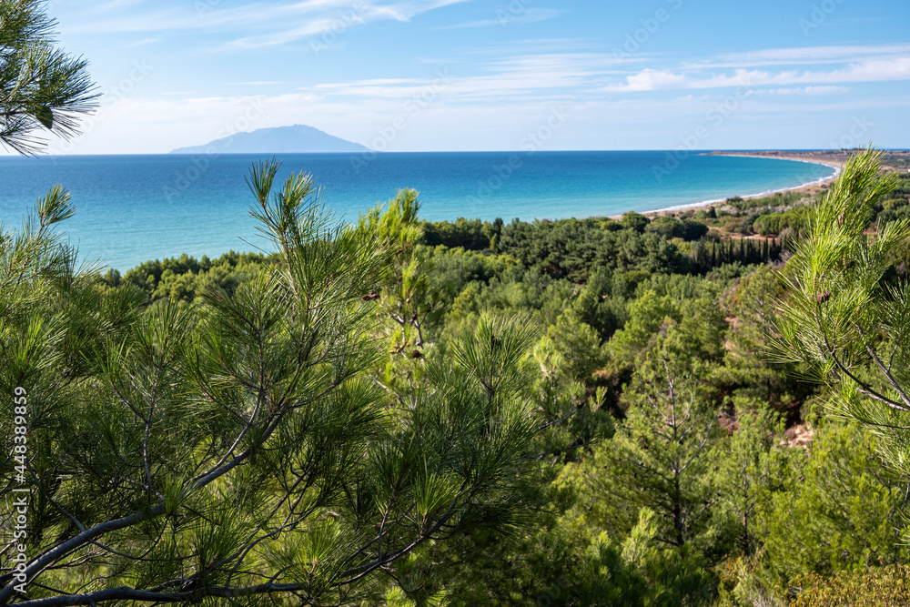 Obraz premium pine wood forest with sea and island view on clear blue sky