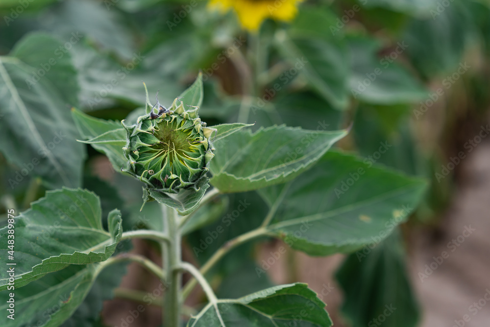 Top view of a young sunflower plant Top view of a young sunflower plant