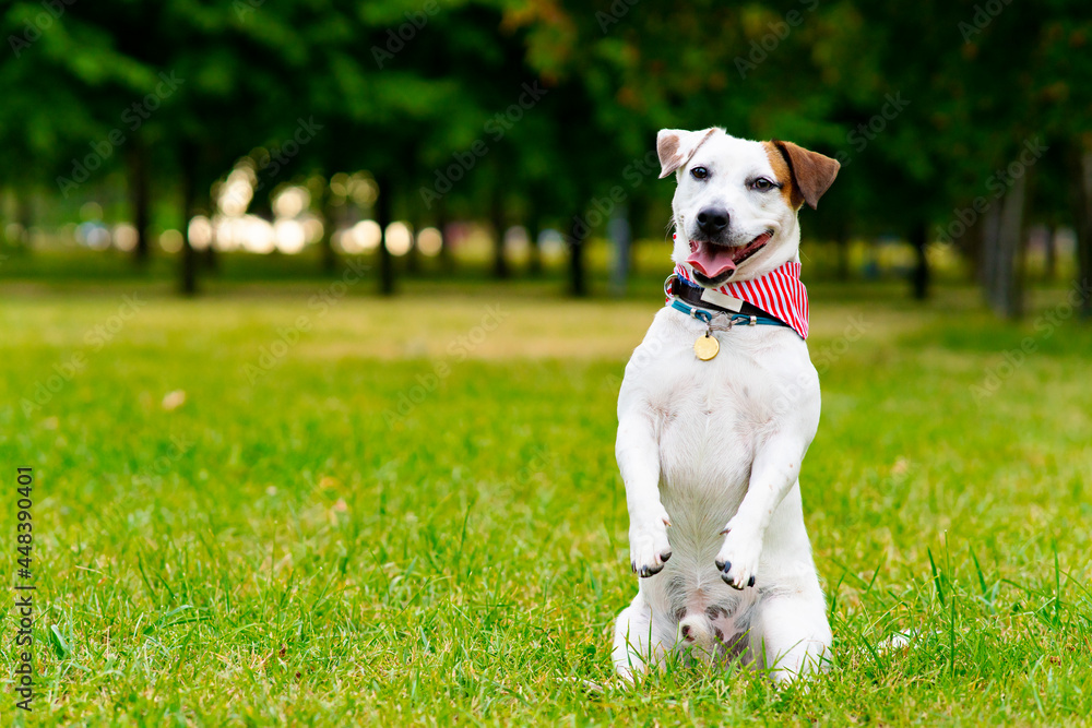 Happy, Beautiful dog jack russell terrier breed walking in the park on green grass. Pet smiling. Happy, Beautiful dog jack russell terrier breed walking in the park on green grass. Pet smiling.