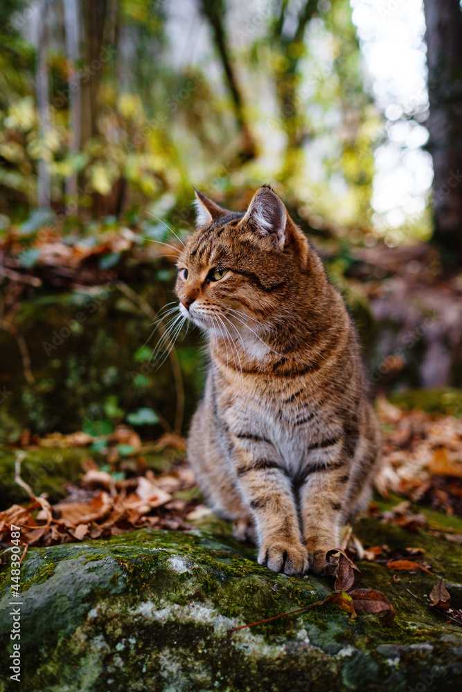 A Siberian tabby cat exploring the autumn forest