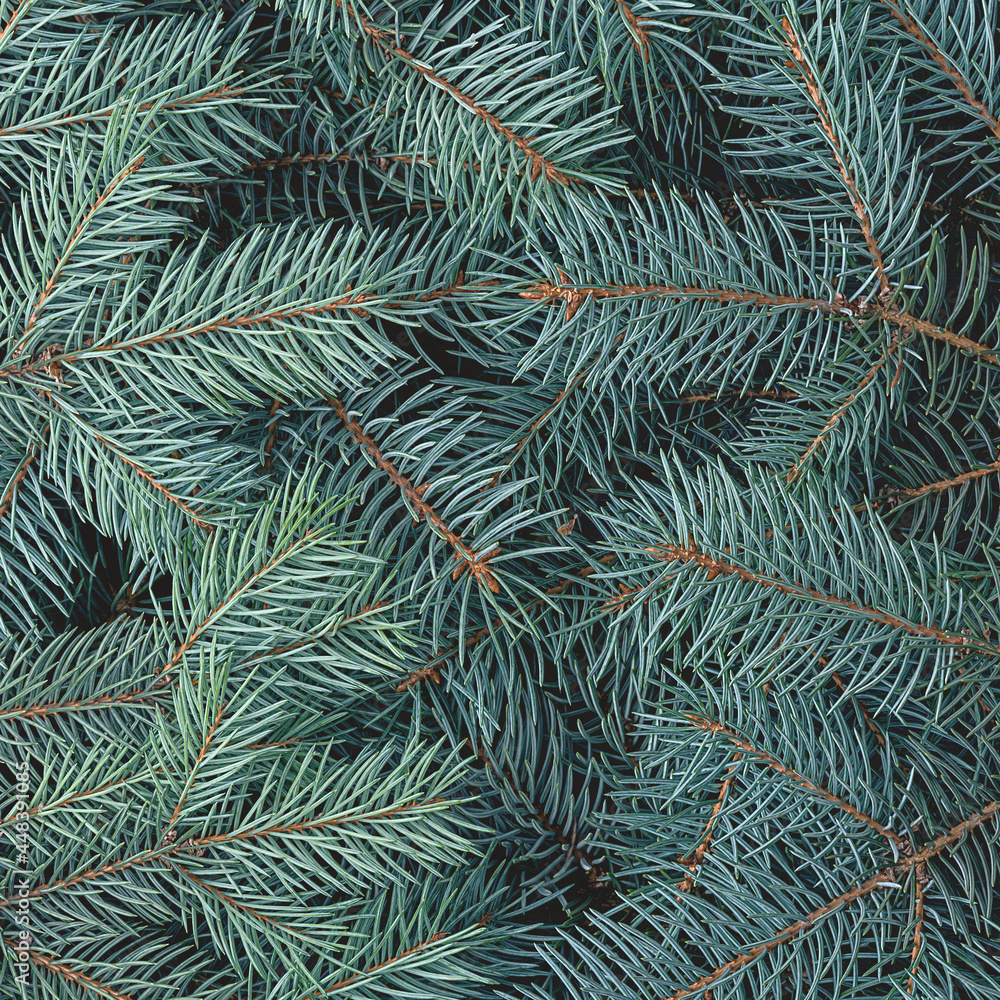 Fototapeta premium Christmas natural background and branches of a blue spruce.
