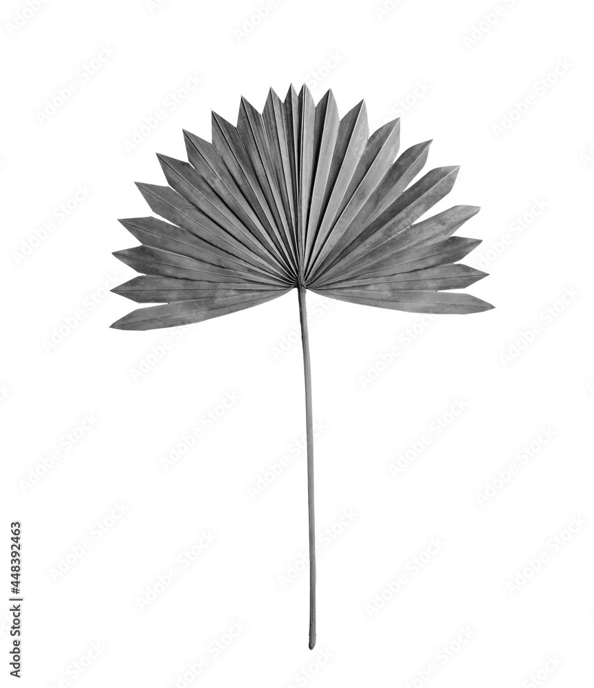 Leaf of fan palm tree on light background. Black and white tone Leaf of fan palm tree on light background. Black and white tone