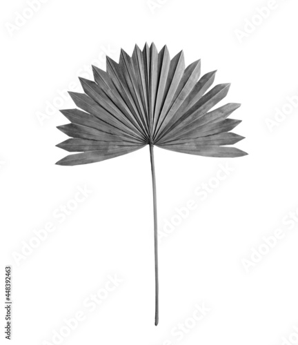 Leaf of fan palm tree on light background. Black and white tone