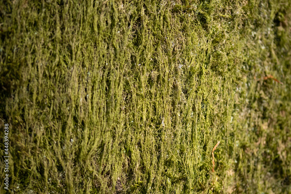 Moss texture in natural composition in the forest. Wildlife macro detail, green moss in a wood trunk Moss texture in natural composition in the forest. Wildlife macro detail, green moss in a wood trunk