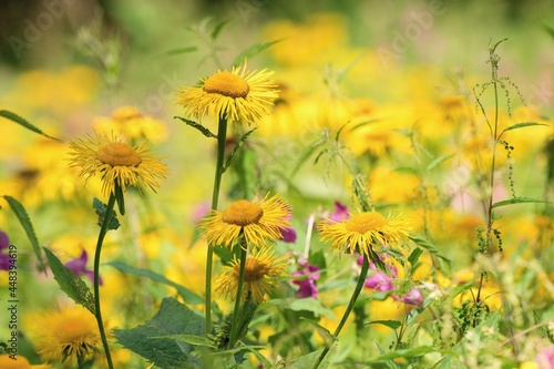 Beautiful summer wildflowers - summer ragwort or leopard plant  Ligularia dentata 