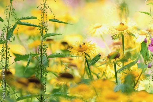 Beautiful summer wildflowers - summer ragwort or leopard plant (Ligularia dentata) photo