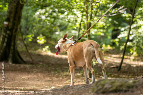 Dog hiking in forest. Walking natural with dog