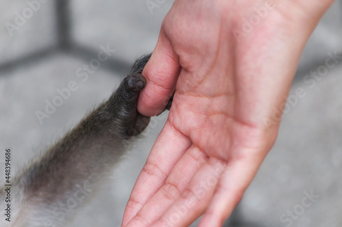 long tailed macaque holding a woman's thumb malaysia