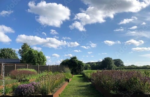 Beautiful countrygarden with raised beds with plants, herbs, grasses and flowers photo