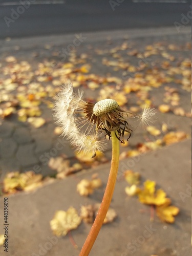Dandelion with autumn leaves. photo