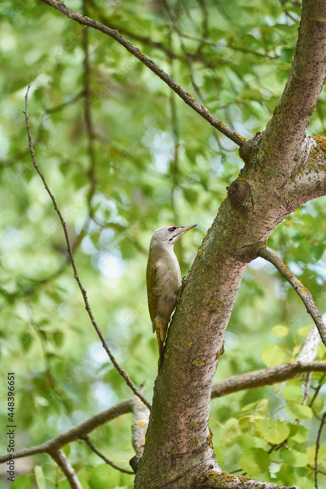 Gray-headed woodpecker on a tree in the park. Gray-headed woodpecker on a tree in the park.