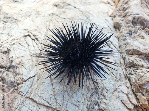 Small sea urchin on a rocky shore. A beautiful marine animal with black long needles.