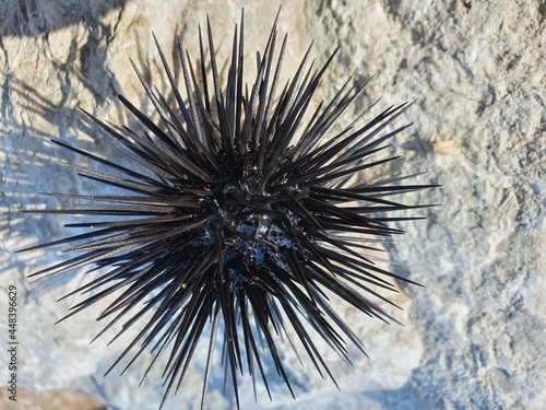 Small sea urchin on a rocky shore. A beautiful marine animal with black long needles.