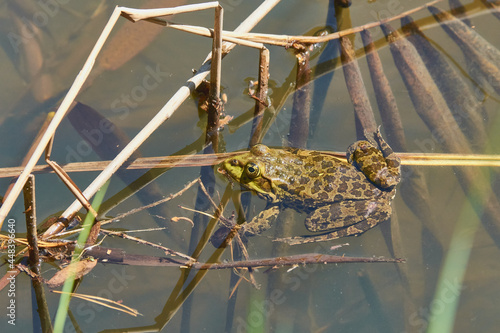 The frog swims on the pond among the branches of plants.