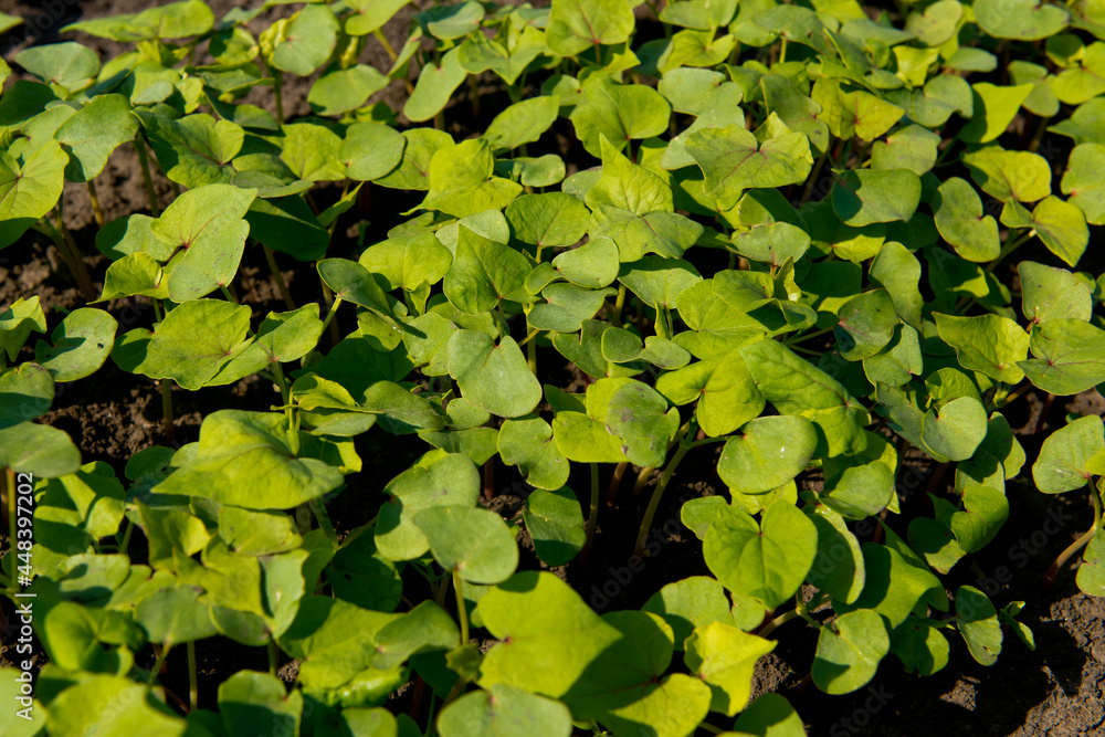 Close-up of young sprout buckwheat. Close-up of young sprout buckwheat.