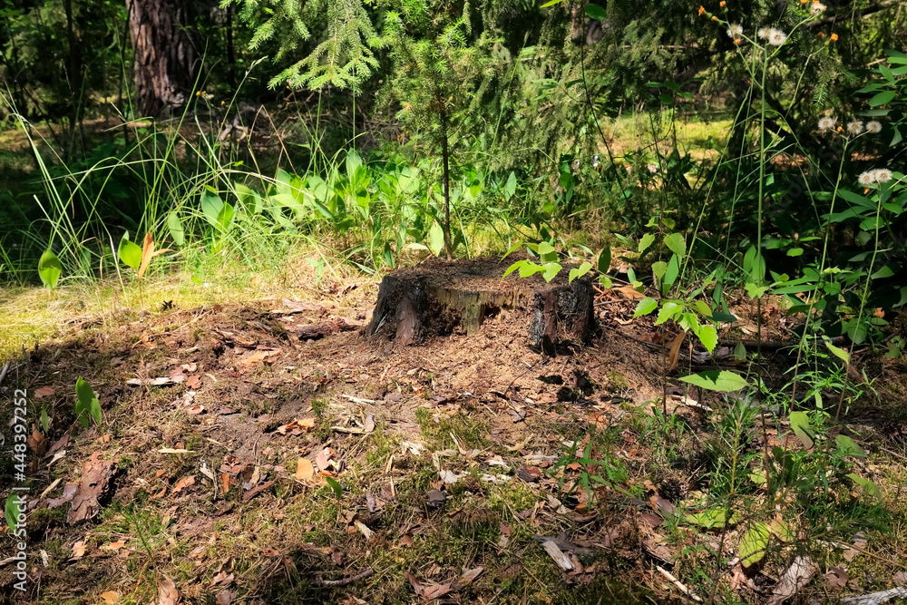 An anthill in a decaying stump in the forest