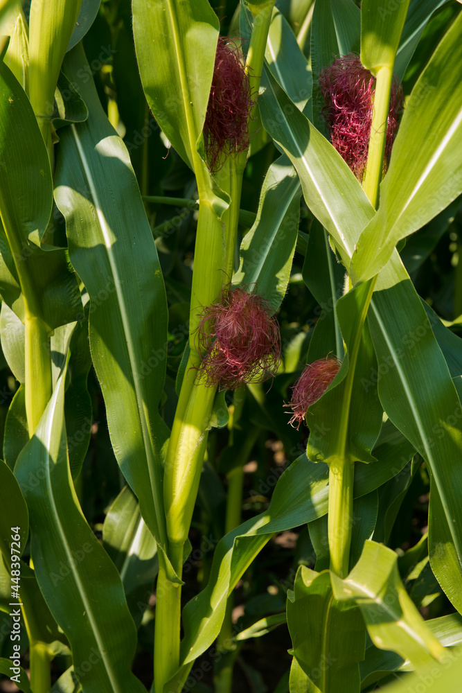 Fototapeta premium Close-up of fresh small corn cob with hairs on the tip.