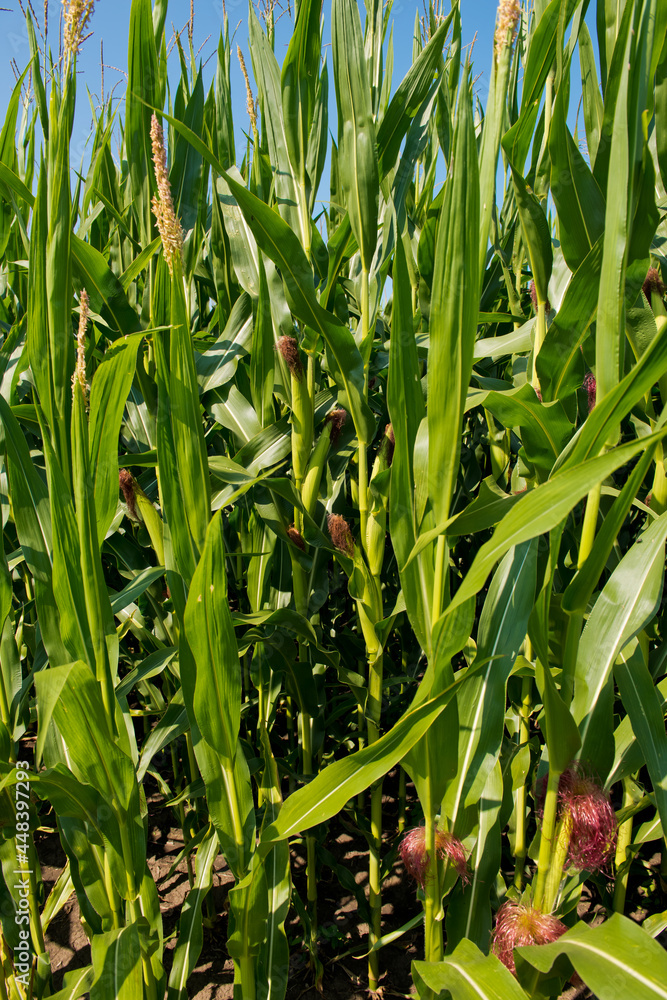 Close-up of fresh small corn cob. Corn plantation. Close-up of fresh small corn cob. Corn plantation.