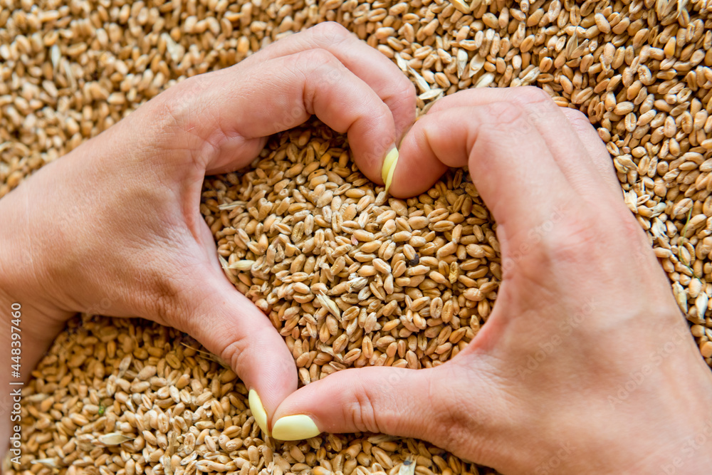 Women's hands in the shape of a heart on a background of wheat seeds. Women's hands in the shape of a heart on a background of wheat seeds.