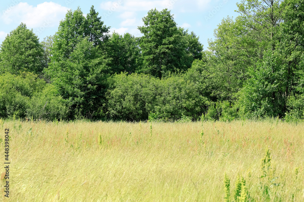 Natural landscape of meadow with trees