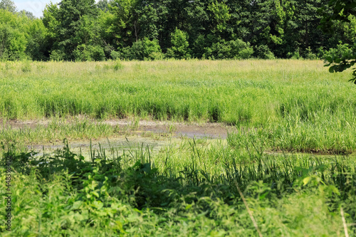 Small wetland in the middle of a farmland