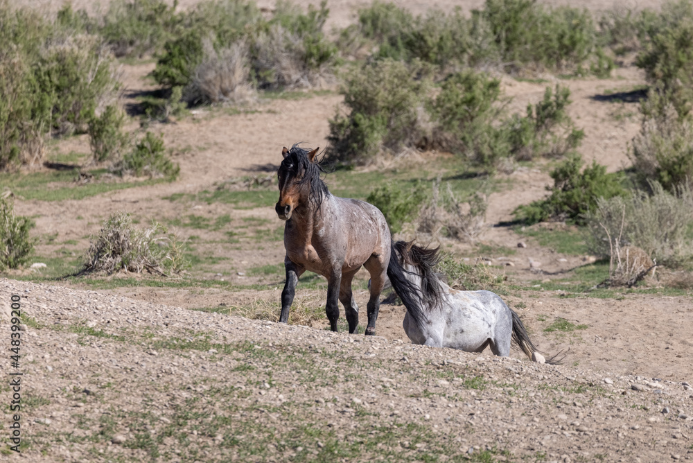 Wild Horses in the Utah Desert in Springtime Wild Horses in the Utah Desert in Springtime
