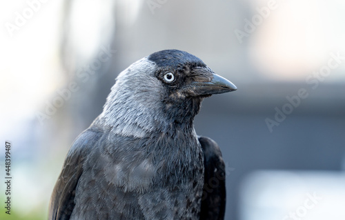 Porträtfoto einer Dohle (Corvus monedula) im seitlichen Profil, Den Helder, Niederlande, NordHolland