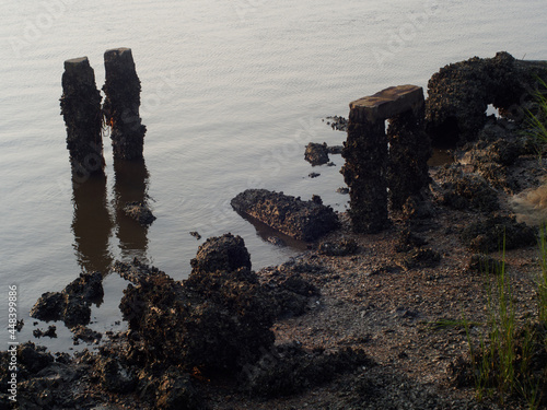 Low tide eroded shore formations on Ashley River