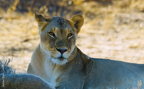 brooding lion in the desert looking to give photo