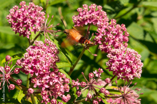 Hummingbird Moth  hemaris thysbe  clearwing feeding on rose milkweed flowers in pollinator garden