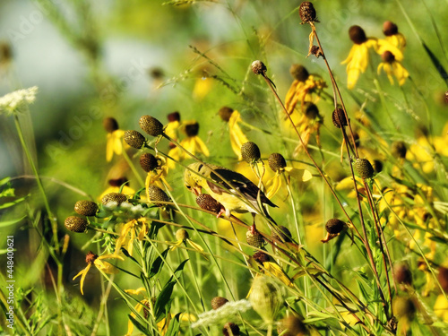 Goldfinch on Flower: An American goldfinch perched and nibbling on a black-eyed Susan flower bud in the early morning