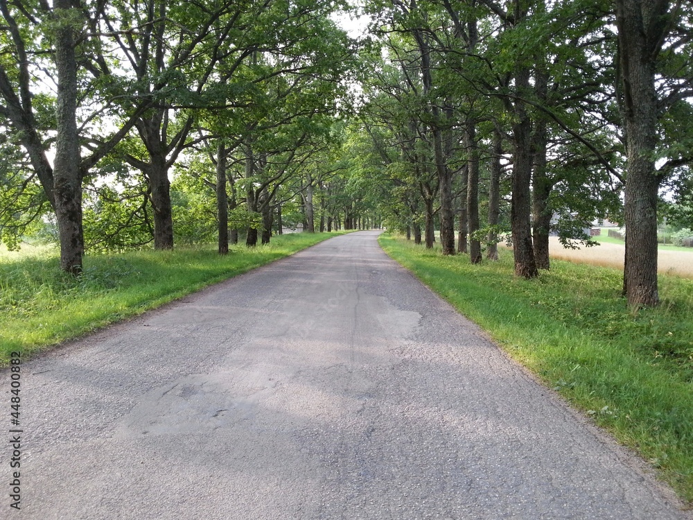 road in the park