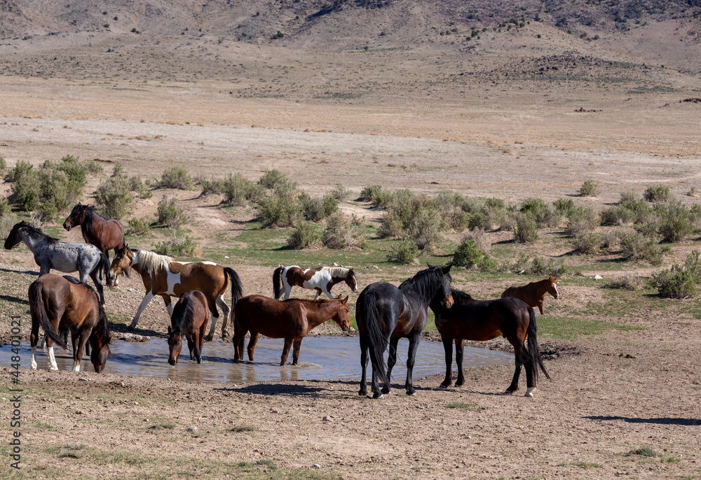 Wild Horses in the Utah Desert in Springtime Wild Horses in the Utah Desert in Springtime