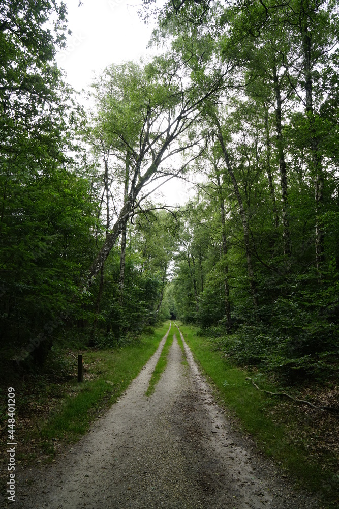 Fototapeta premium Cloudy forest with falling tree