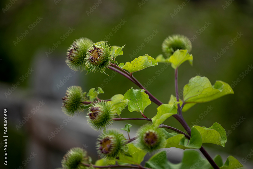 buds on a branch buds on a branch