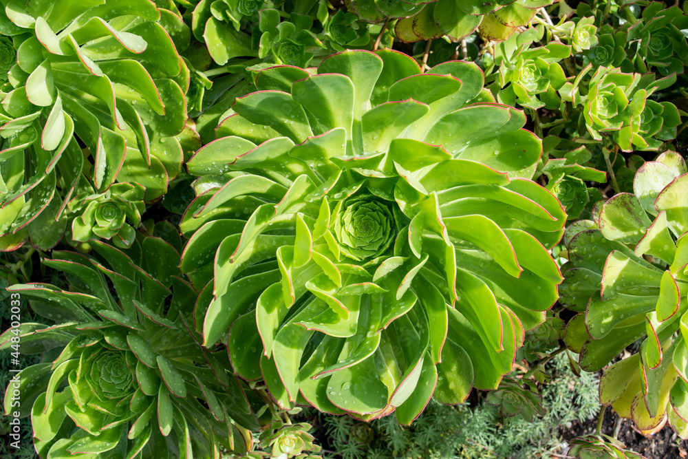 succulent rosette succulent rosette