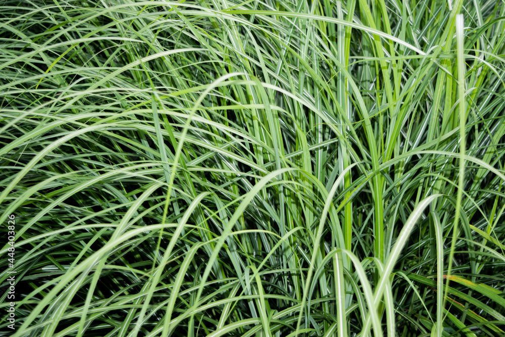 long grass long grass