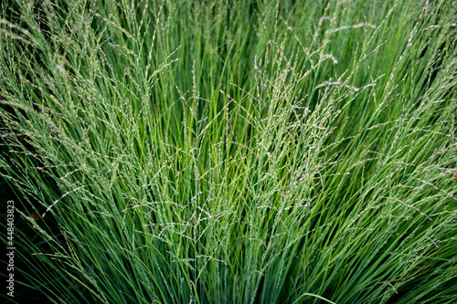 long grasses