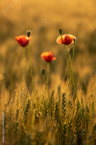 Red poppy flowers in the field with beautiful sunset light
