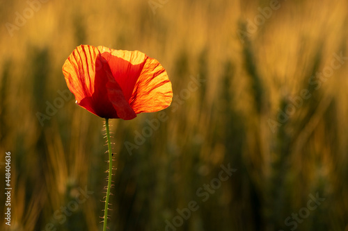 Red poppy flower in the field with beautiful sunset light