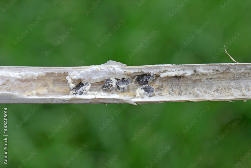 Stem rot Sclerotinia sclerotiorum oilseed rape stem sectioned to show sclerotia Stem rot Sclerotinia sclerotiorum oilseed rape stem sectioned to show sclerotia